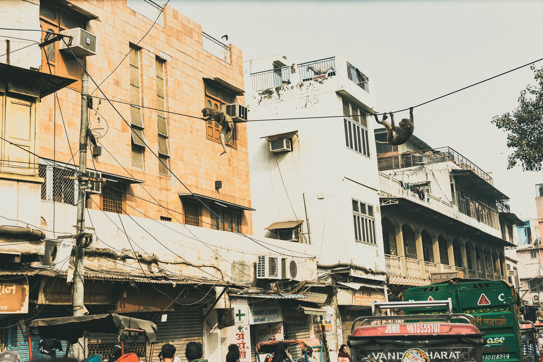 Monkeys Balancing On Electrical Wires Over Traffic